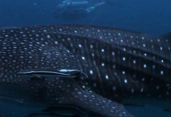 4c04bed6-e56b-4aba-a7a1-bc6408558f0b