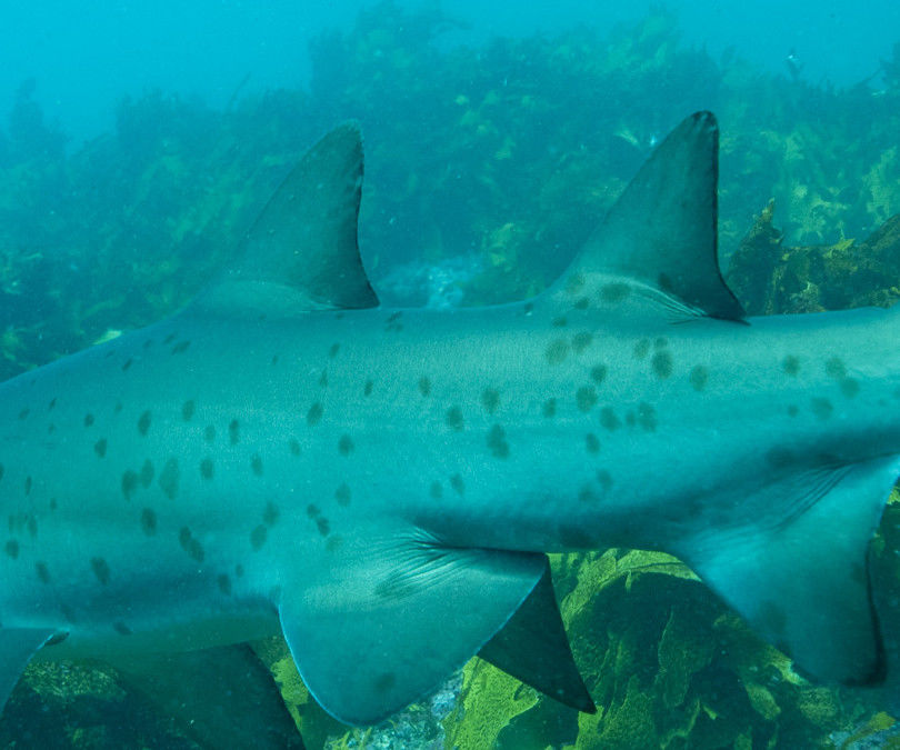 4f4c66af-8d85-4970-aa81-ff7ce6a81102