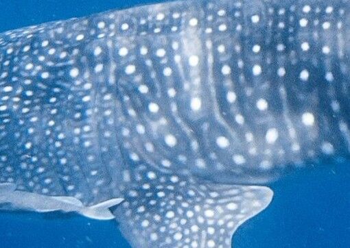 1c1d9a0d-4cbb-4788-b6ef-bfd65fd6f203