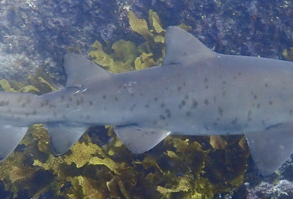 c2745ce9-a1c0-40f7-94b3-39d4809335a7