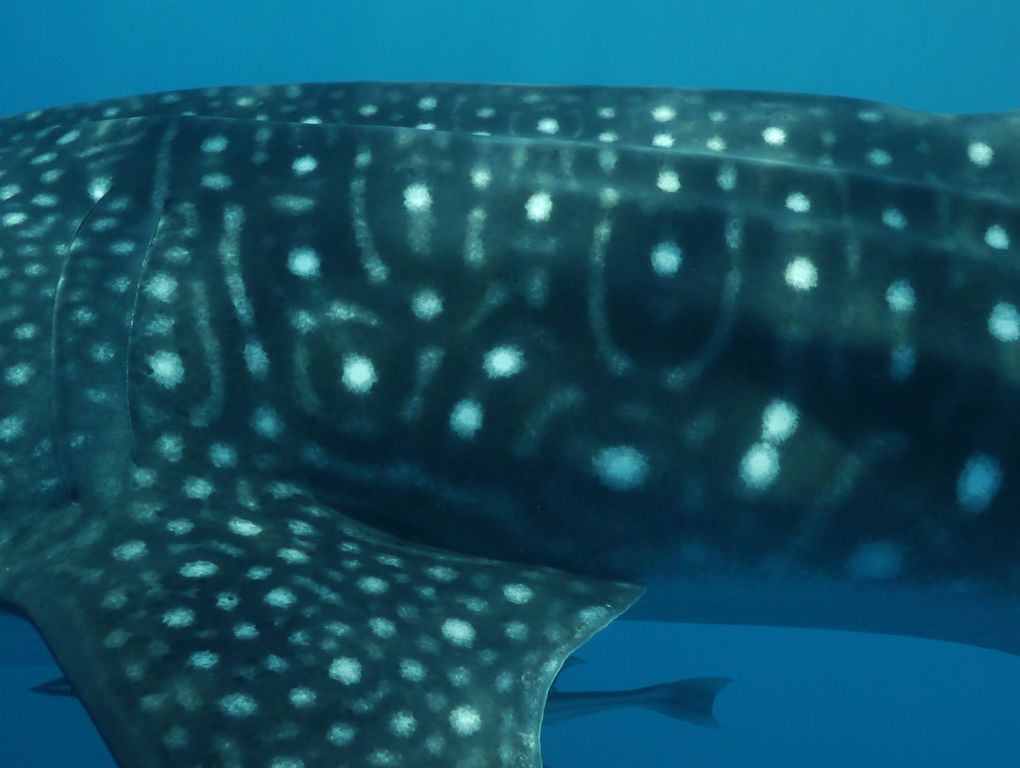 ba87658e-c8a5-4727-b3cd-d61ba1298391