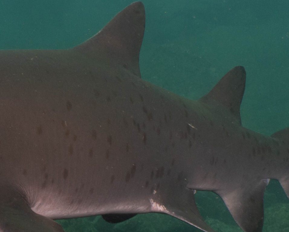 4731e8f1-b78b-4b50-9bdb-2109d85fca07