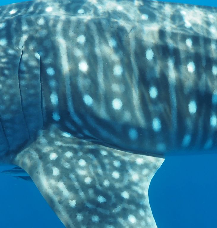 425e8b24-f66f-445b-b334-34d2d6d42453