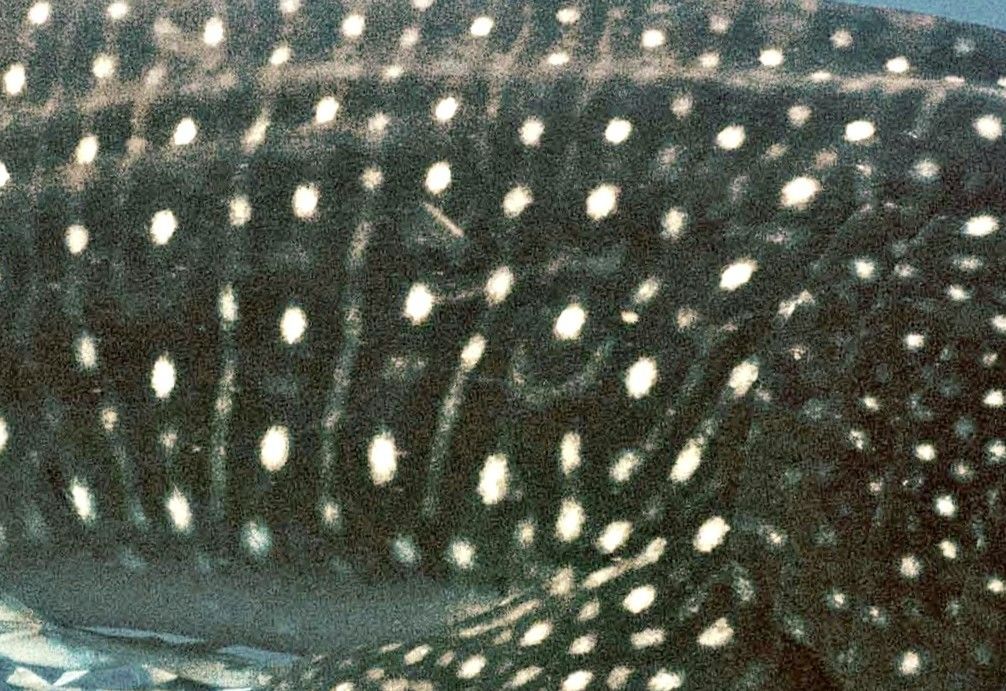 1efed366-7383-423e-b1fc-61dfacfc4554