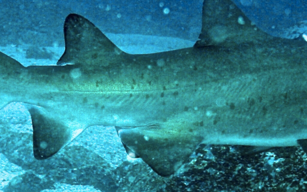 22683fa6-7aaa-495c-b420-7555a01742fa