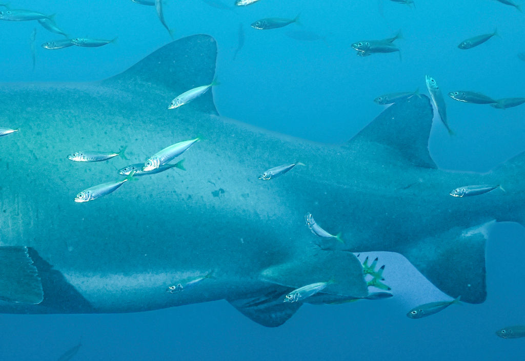 a482a28c-0bf0-49a3-a096-8ecdcc1ef88b