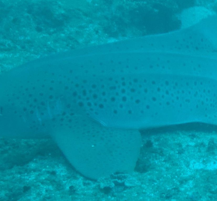 a6a9805b-da36-4b02-98eb-925bf2855364