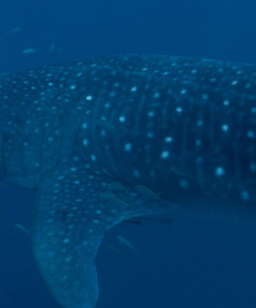 c3d54311-a1ee-41d1-bf20-907e8cb7c182