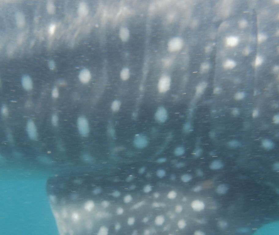 fcaabf24-a2a7-4444-9e38-f8c36368f3a8