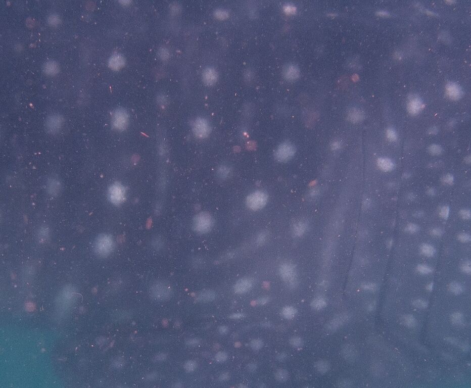 408dd455-fad6-4971-9fe5-c02254ff28d8