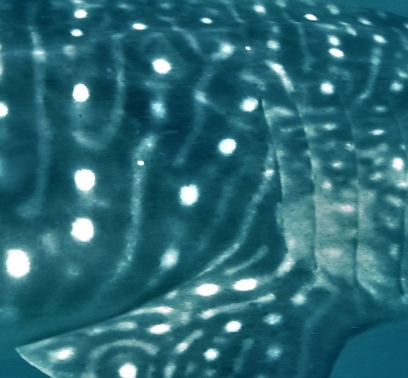 2a66702d-a72d-4196-b483-1a72730f5047