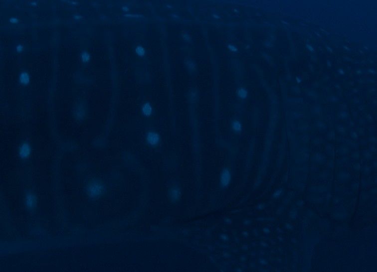 29c90089-d9b1-4eb0-bde3-ff622c1fb2c2