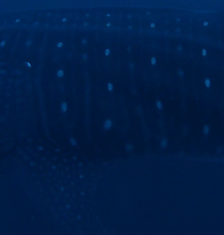 29c90089-d9b1-4eb0-bde3-ff622c1fb2c2