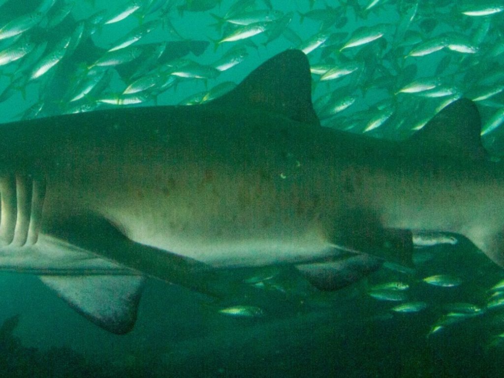 f7cd0595-06db-4b3a-8c43-00622a1156e6