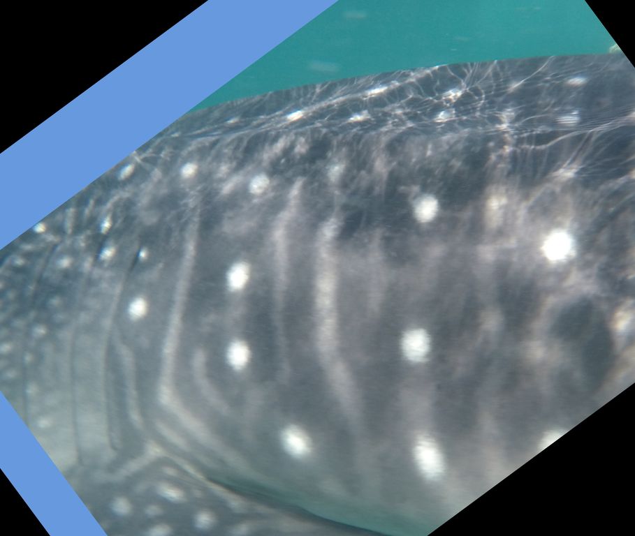 29de3339-1c95-4d72-928d-8c988e94f31c