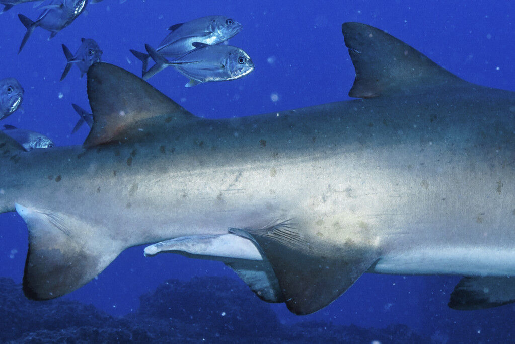 7bac21ad-3504-4bb3-8ade-5f5d34705750