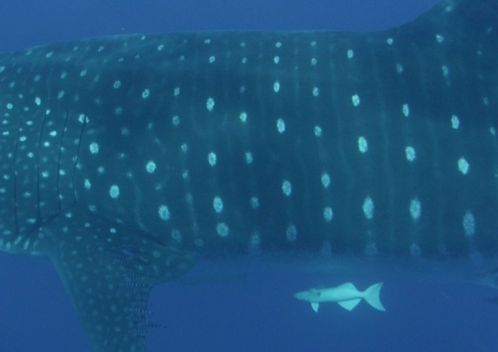 6725c55c-3113-486c-93cf-405fd1fae86b