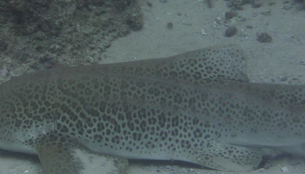 02da0b4d-3e82-4687-a51f-909fd5aa8e3c