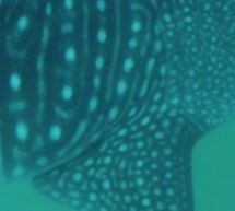 23fec59a-b959-4cd5-8175-8774fa471479