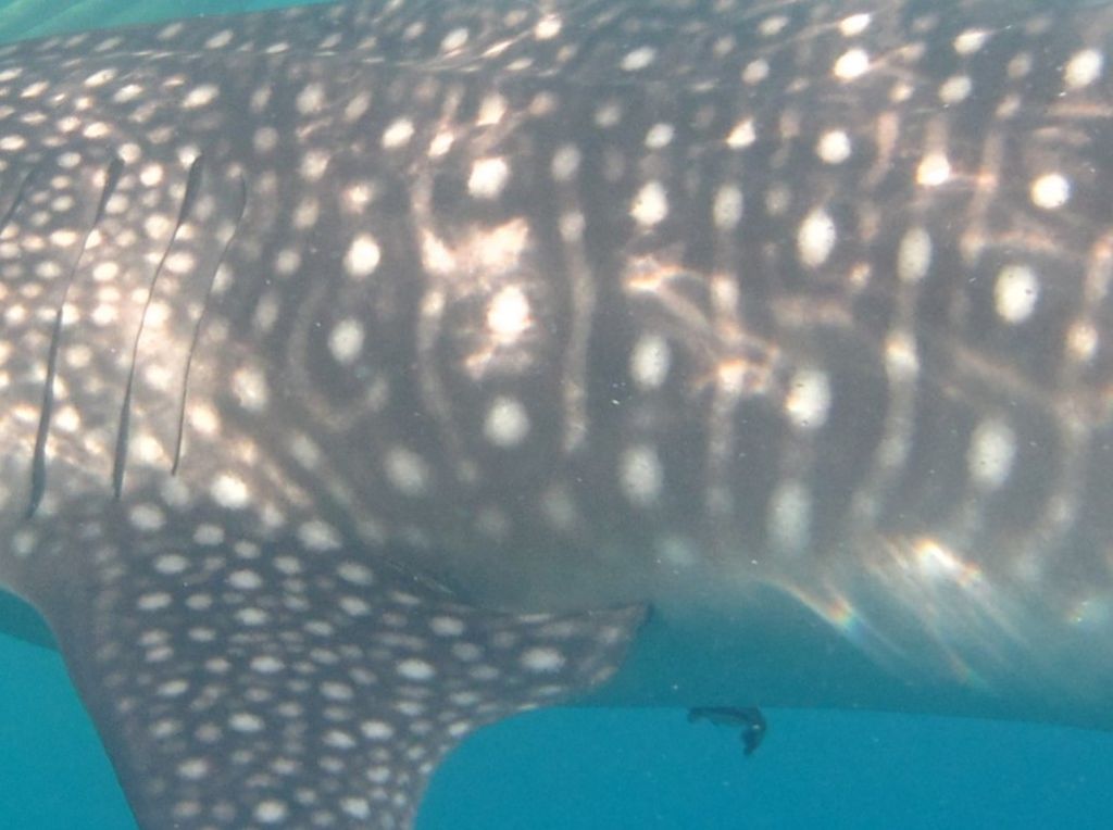 f390ee81-a784-4c56-8c6b-84a72bac6ad4