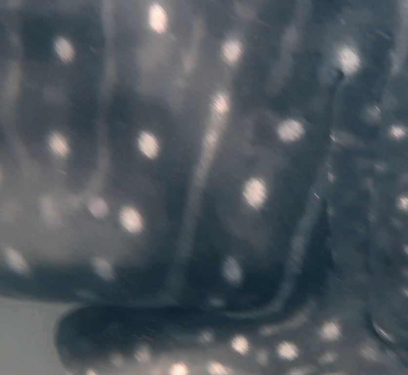 a2a1f6e7-9ab0-4d0e-b925-1b2e66a086b5