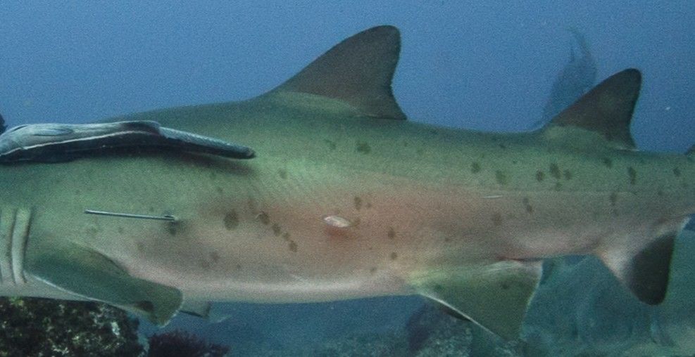 897be2e4-ea77-46fe-94a6-ffa158a11427