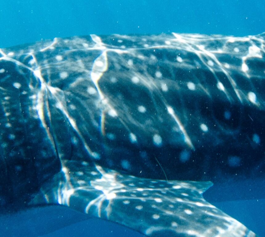 e4e4ea33-79cd-4258-9249-3bf0e41f04ab