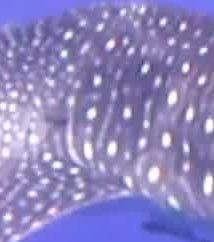 51d792ce-ad99-4417-a7b2-62c54f0eebd3