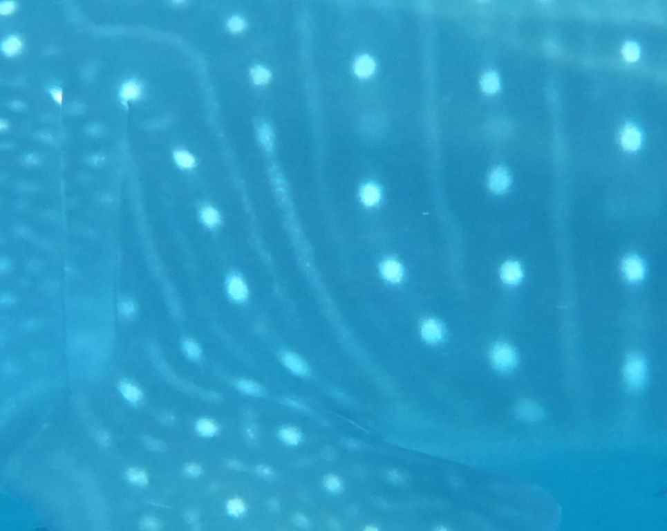 dec1033c-15ae-4354-9761-736af41e2412