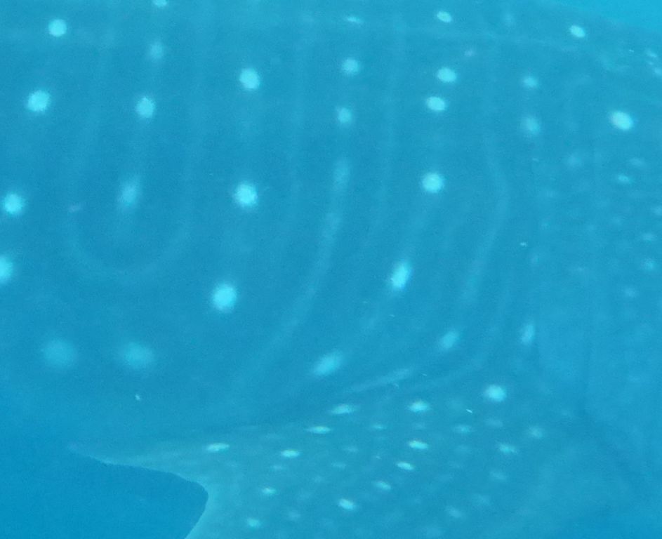 dec1033c-15ae-4354-9761-736af41e2412