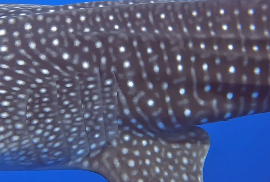 f74708c1-6e1a-43be-b414-1ea2988f215e