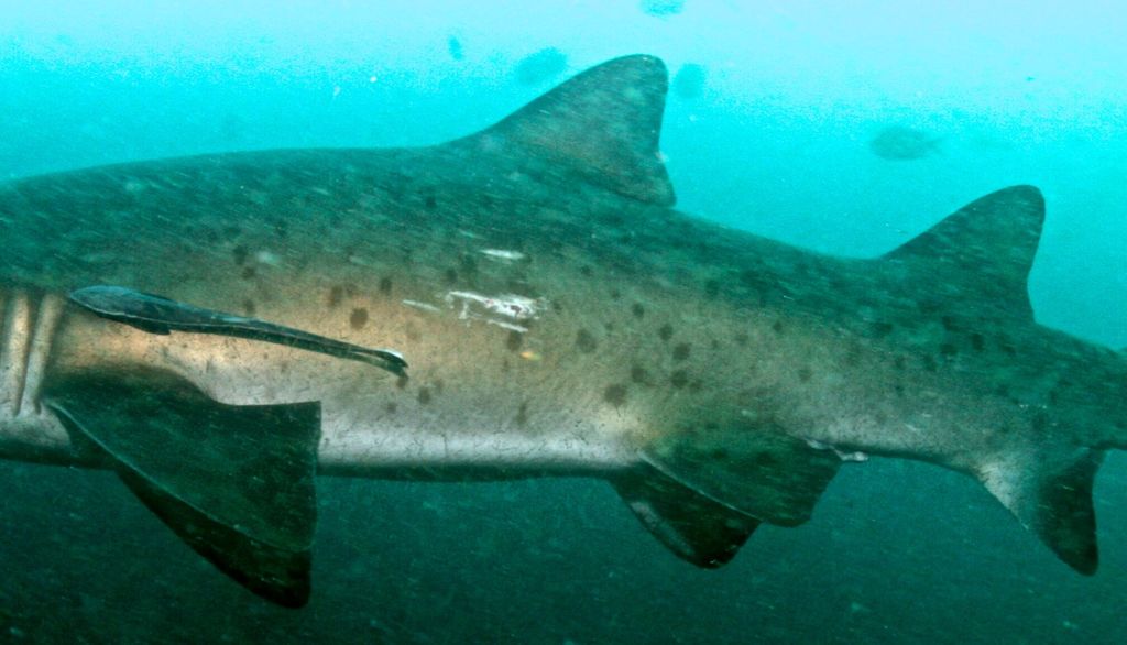 a71f890a-0067-443e-9731-40e356a0a7b0