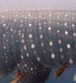 fc52fbf0-fba5-449d-82bd-7326ab582d84