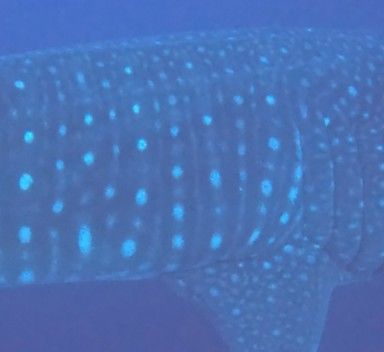 fc52fbf0-fba5-449d-82bd-7326ab582d84