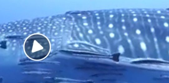 5d7240cf-0eb5-4353-aad4-be8369f4c875