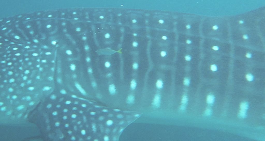 00d0fa03-84ba-4b5a-8174-8b6a026ebc04