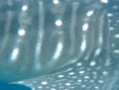 fae726a3-dc91-4148-b949-1a62e4394f8f