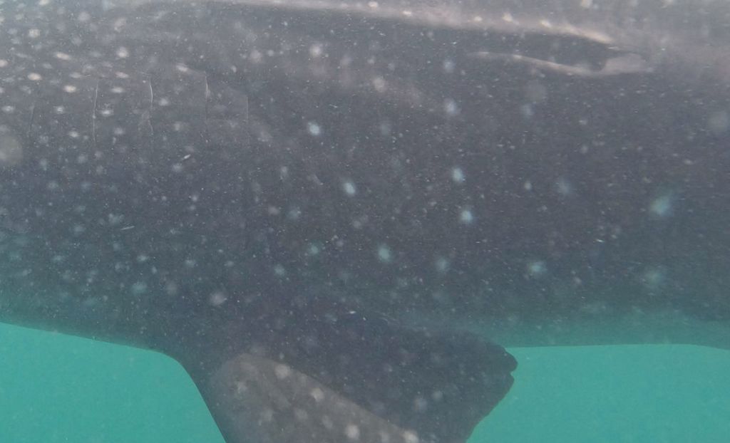 e558e509-73b1-4146-b5a0-aa47af893f94