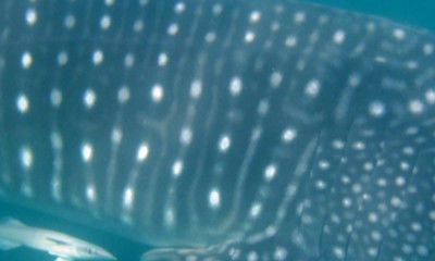 d9d50a16-9bad-4623-a754-97ca7a5c7957