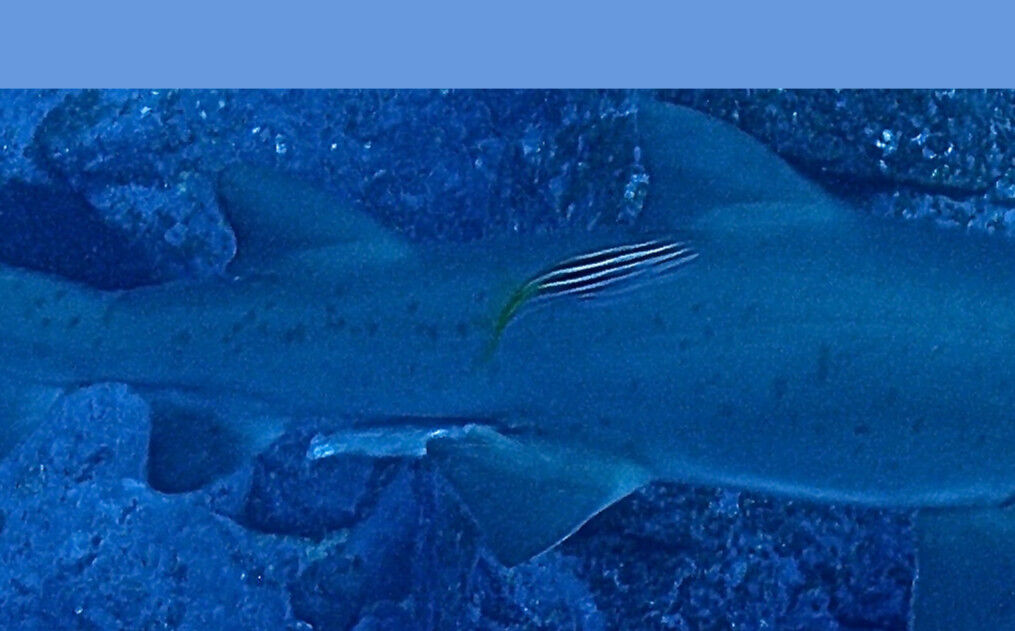 02eccd5f-5981-475f-99e7-39308a8cfa35