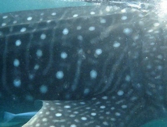 a3899a3f-6d2d-47fe-a530-55cef437bc58