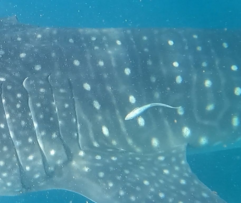 463faa3a-b9bb-4915-8bcf-d8990cbe099d