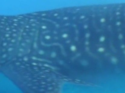 e1a21ac4-491e-4d7b-bfcd-c1b4df082717