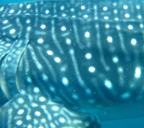 8ca47811-fe15-4e0e-bb44-80fcf14e02cf