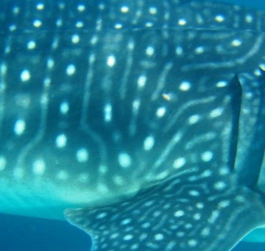 8ca47811-fe15-4e0e-bb44-80fcf14e02cf