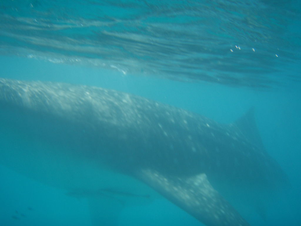 a4880831-28b7-40a7-9124-3d775b665e3d