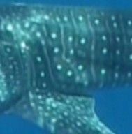 11f9313a-c78d-4de3-a1a2-87fc3510df26