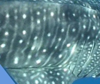 11f9313a-c78d-4de3-a1a2-87fc3510df26