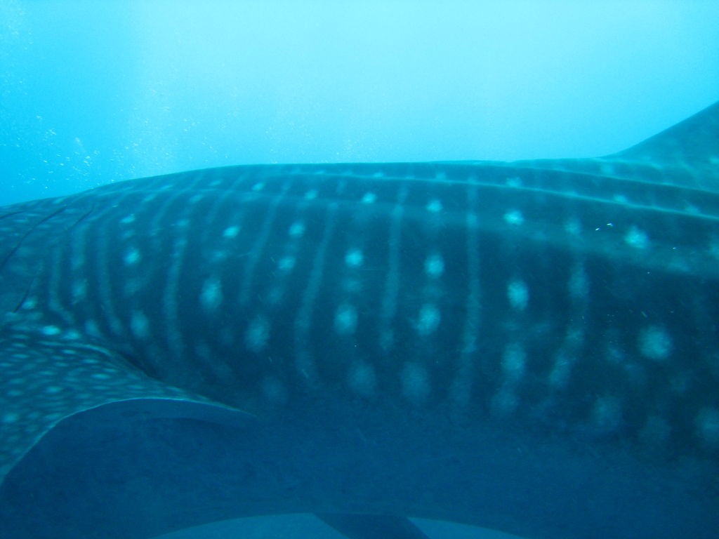 8c88385d-3f32-40ed-9285-2ebac818f44f