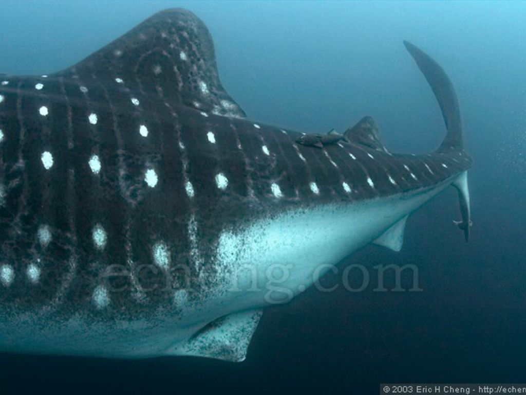 d2e3ac06-65b4-46dc-a9cc-c6dad2ee7468